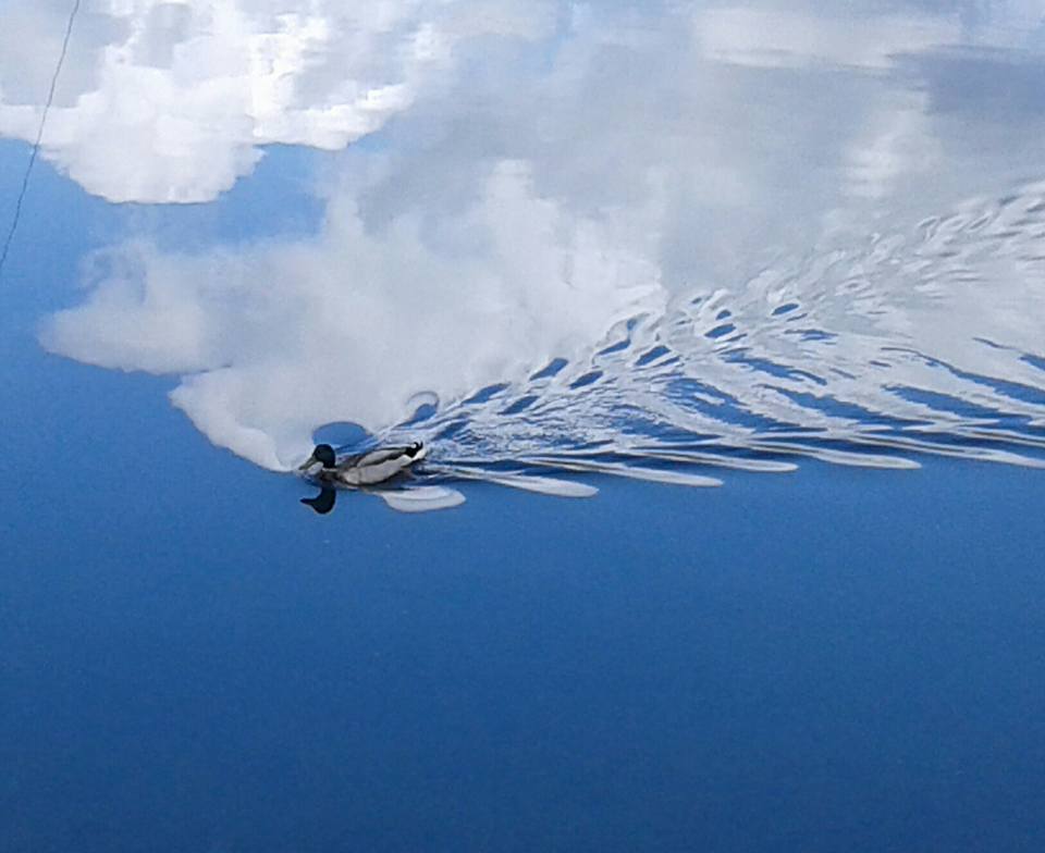 Maschio di germano reale sul lago di Avigliana - Andrea G. Beretta